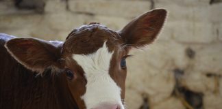 A história da vaca que nos inspira a seguir em frente